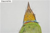 五色鳥藏品圖，第18張